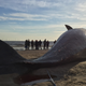 Illustration for article titled There May Be a Silver Lining to Those Dead Whales On UK Beaches